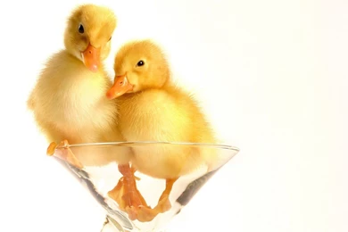 Two Cute Baby Duck In Glass High Definition Photos