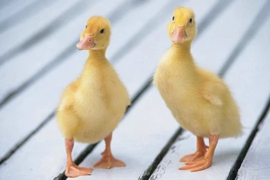 Duckies On Pinterest