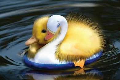 Baby Duck Quotes. QuotesGram