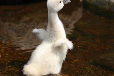 Duck Wallpapers Download