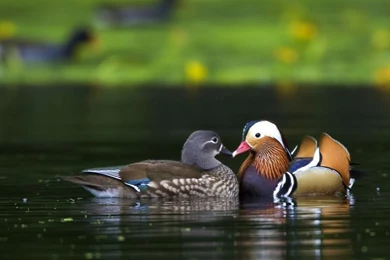 Ducks Wallpapers   Wild Ducks Bird Photo Gallery