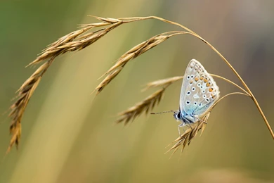 Baby Duck Wallpapers
