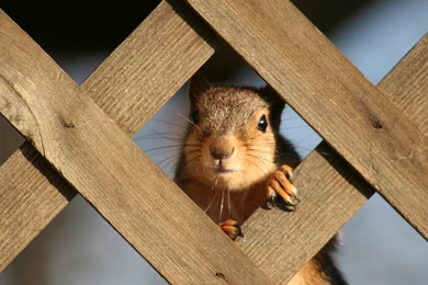 Widelife Chipmunks And Squirre Wallpapers 1024x768 NO.28 Desktop ...