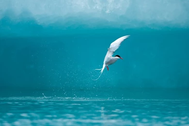 Dell Laptop Review Centre: Desktop Backgrounds For Dell Computer (4 ...