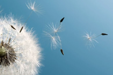 Dandelion iPhone HD Desktop Wallpapers 10113   HD Wallpapers Site