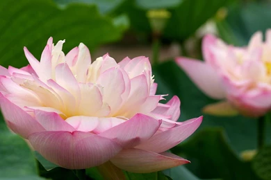 Pink Lotus Flower Wallpapers 91, Lotus Flower Pictures & Images