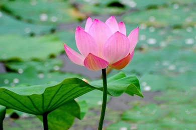 Pink Lotus Wallpapers