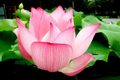 Pink Lotus Flower Wallpapers 97, Lotus Flower Pictures & Images