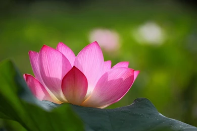 Pink Lotus Flower, Green Leaves, Blur Backgrounds Wallpaper,Pink HD ...