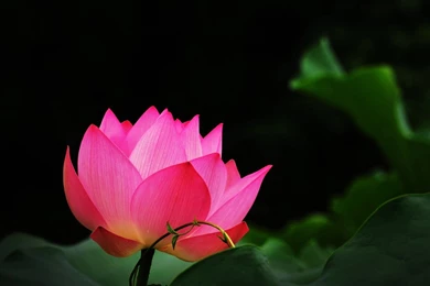 Red Lotus Flower Wallpapers 07, Lotus Flower Pictures & Images