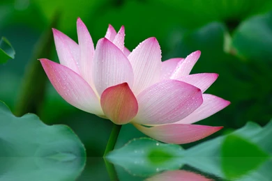 Pink Lotus Flower Wallpapers Hd   Wallpaper.