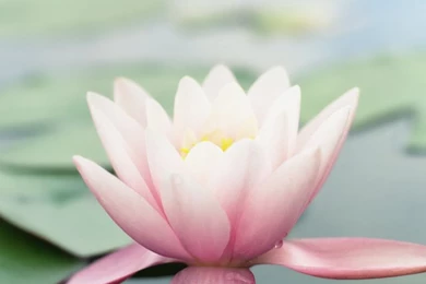 Pink Lotus Flower Wallpapers   Free iPhone Wallpapers
