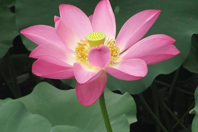 HD Pink Lotus Picture Download 3, Lotus Flower Pictures & Images