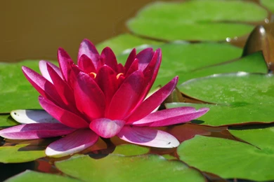 Pink Lotus Flower Wallpapers Phone For Desktop   Uncalke.com