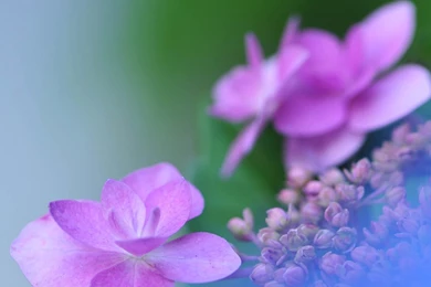 Pink Lotus Flowers HD Modern Wallpapers 10420140721104