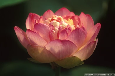 Red Lotus Flower Wallpapers   Crazy Frankenstein