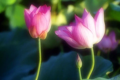 Pink Lotus Photo Gallery 002