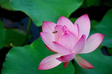 Pink Lotus Flower Wallpapers 15, Lotus Flower Pictures & Images