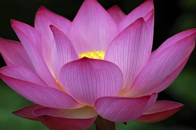Pink Lotus Flowers Hd Wallpapers 8576 : Wallpapers13.com