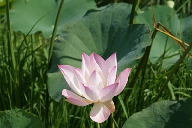 Beautiful Lotus Wallpapers