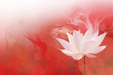 Lotus In The Fire, Life Is Booming,Lotus Hd Wallpapers For Desktop ...