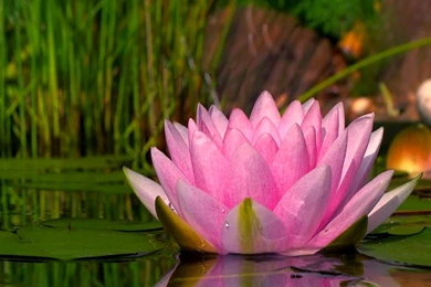 Flowers: Flowers Vase Glass Orchid Wallpapers Pictures HD For High ...