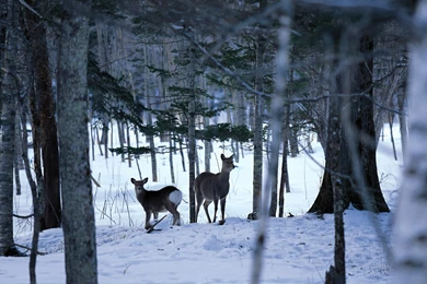 Widescreen LCD Display ] 1440*900 Winter Snow Photos   Snow Scenes ...