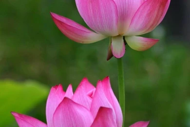 Beautiful Lotus Flowers Wallpapers 361, Lotus Flower Pictures & Images