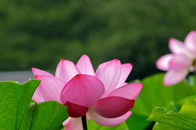 Pink Lotus Flowers Full HD Modern Wallpapers 10620140721106 ...