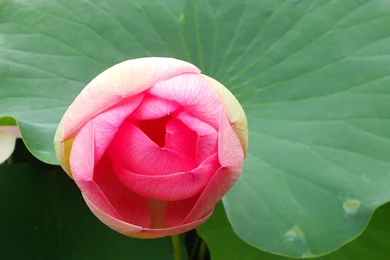 Pink Lotus   (