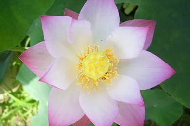 White And Pink Lotus Flower Wallpapers 87, Lotus Flower Pictures ...