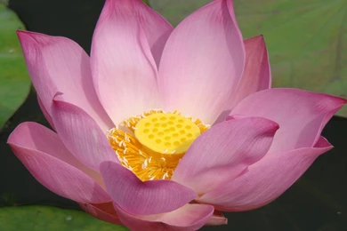Pink Lotus HD Desktop Wallpapers : Widescreen : High Definition ...