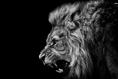 Lion Roar Wallpapers HD – Wallpapers
