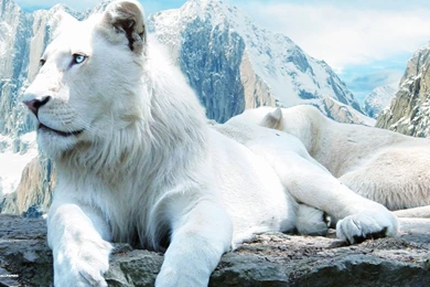 HD White Lion Wallpapers High Resolution Full Size   HiReWallpapers 342