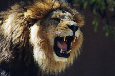 30+ Amazing HD Lion Wallpapers