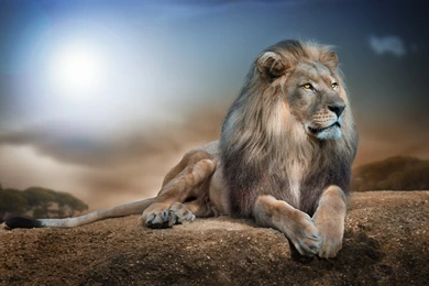 King Lion Wallpapers For Desktop 1920x1080 Full HD