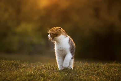 Scottish Fold Cat Wallpapers 7 － Animal Wallpapers   Free Download ...