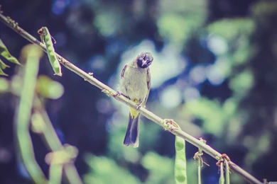 Birds: Bird Ku Resimleri Pea Pod Vine Wallpapers HD For HD 16:9 ...