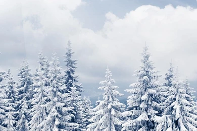 Sun Shine Over Winter Pine Forest