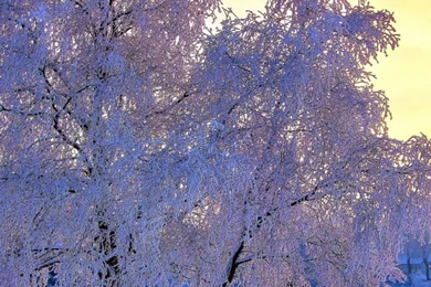 Free Wallpapers Downloads For Android Winter – Androidwalls.org