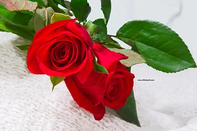 Rose flower wallpapers