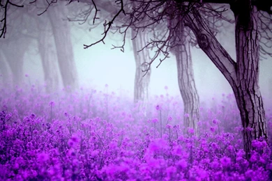 Purple Flowers Wallpapers   Wallpapers Cave