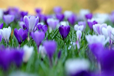 Purple Flower Wallpapers Collection (38+)