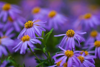 31+ Best HD Purple Flowers Wallpapers