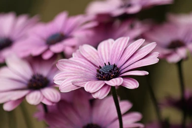 Purple Flower Wallpapers Collection (38+)