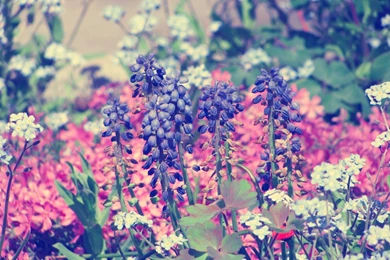 Purple Flowers   Purple Wallpapers (28145293)   Fanpop