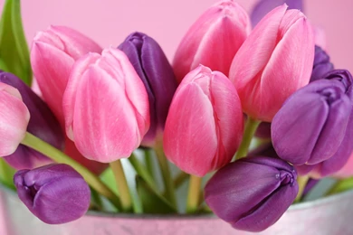 20+ HD Desktop Flower Wallpapers