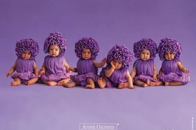 Dark Purple Fall Flowers