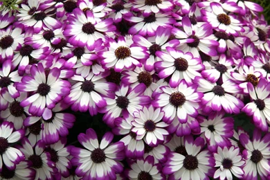 Lavender Purple Flowers Wallpapers HD Of Lavender Field