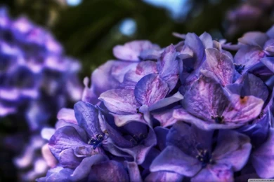 Dreamy Purple Flower HD Desktop Wallpapers : High Definition ...